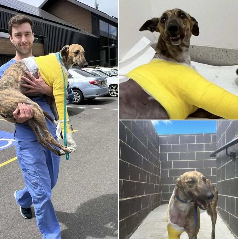Funds raised at North Gong Dog Day helped Rosie get the treatment she needed and find her forever home. 